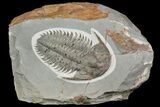 Longianda Trilobite - Issafen, Morocco #164510-1